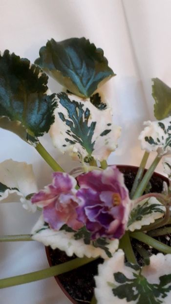  - VIOLETE IN COLECTIEpoze net----