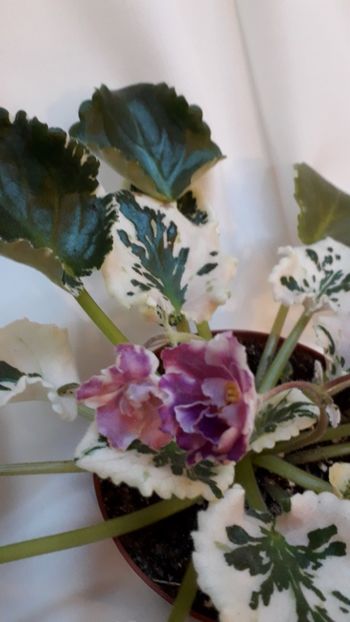  - VIOLETE IN COLECTIEpoze net----