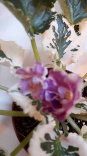  - VIOLETE IN COLECTIEpoze net----