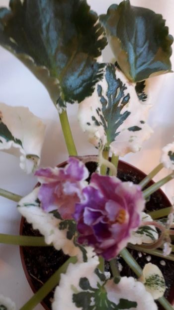  - VIOLETE IN COLECTIEpoze net----