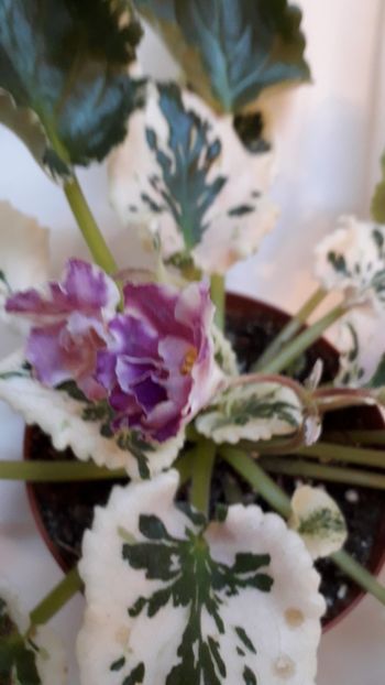  - VIOLETE IN COLECTIEpoze net----