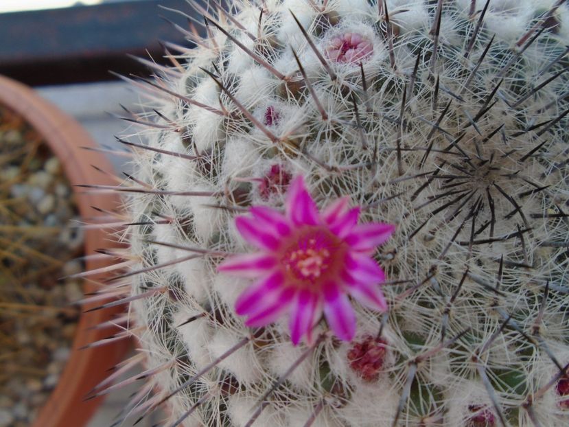 Mammillaria formosa ssp. chionocephala - Cactusi 2019 bis