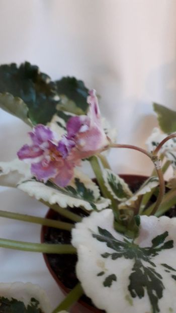  - VIOLETE IN COLECTIEpoze net----