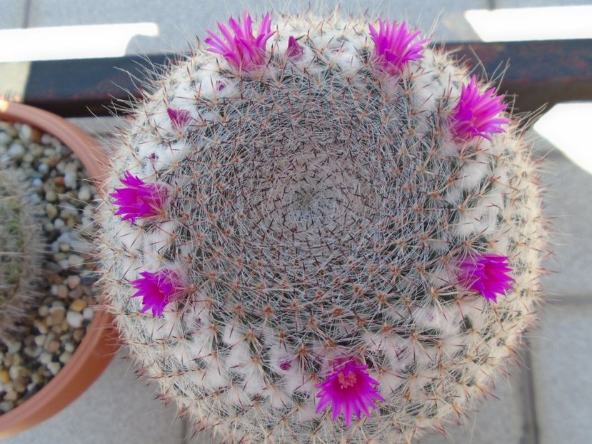 Mammillaria hahniana - Cactusi 2019 bis