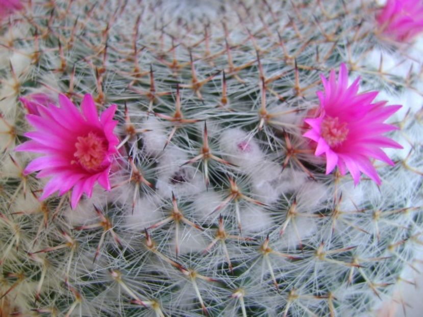Mammillaria hahniana - Cactusi 2019 bis