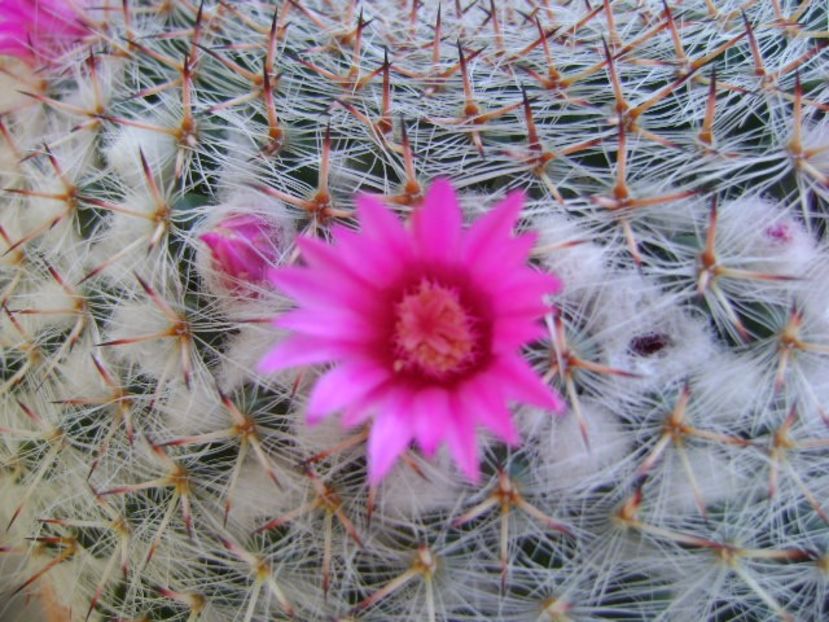 Mammillaria hahniana - Cactusi 2019 bis