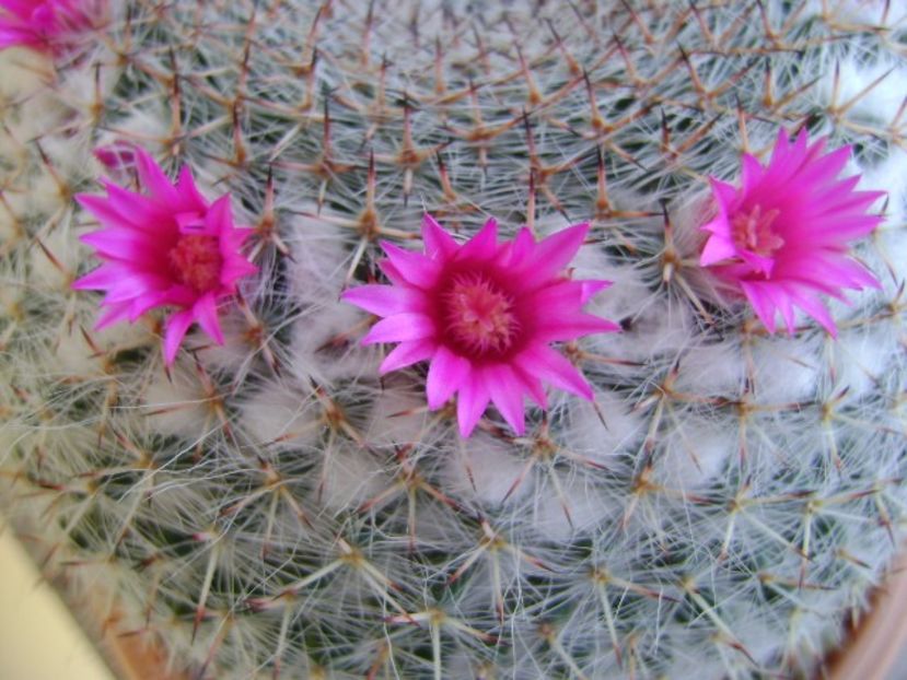 Mammillaria hahniana - Cactusi 2019 bis