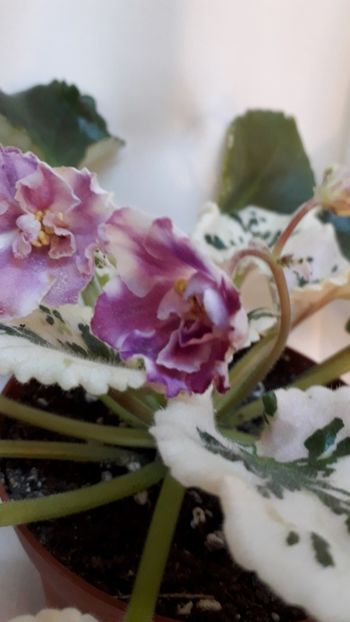  - VIOLETE IN COLECTIEpoze net----