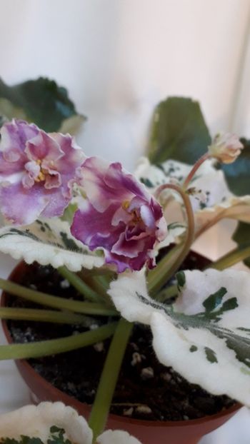  - VIOLETE IN COLECTIEpoze net----