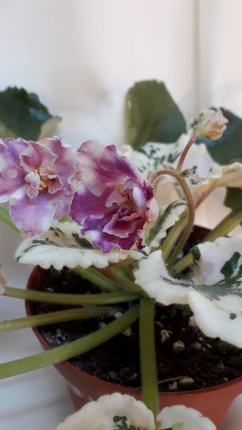  - VIOLETE IN COLECTIEpoze net----