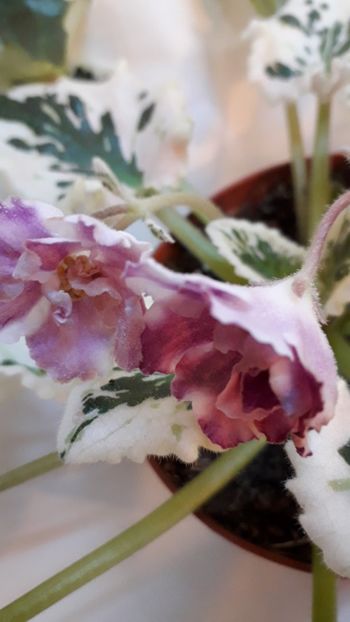  - VIOLETE IN COLECTIEpoze net----