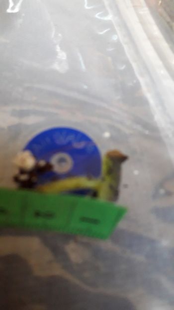  - VIOLETE IN COLECTIEpoze net----