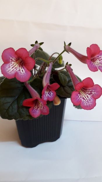  - VIOLETE IN COLECTIEpoze net----