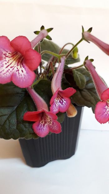  - VIOLETE IN COLECTIEpoze net----