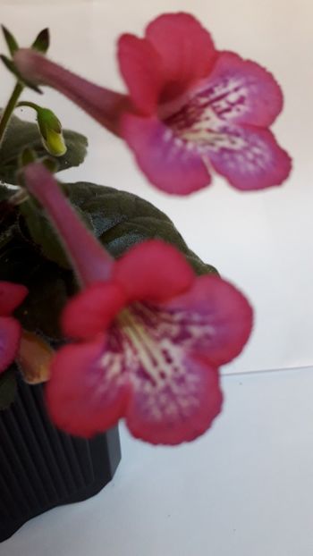  - VIOLETE IN COLECTIEpoze net----