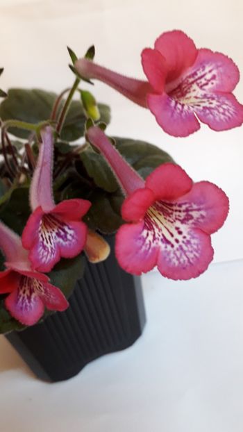  - VIOLETE IN COLECTIEpoze net----