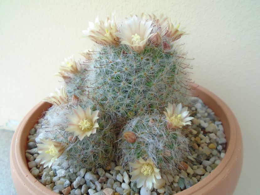 Mammillaria bocasana - Cactusi 2019 bis