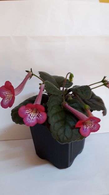  - VIOLETE IN COLECTIEpoze net----