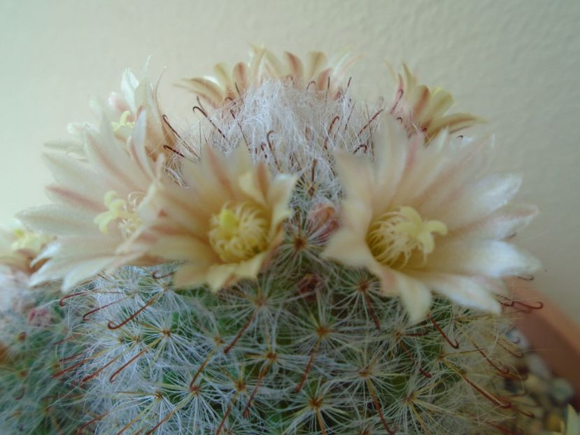 Mammillaria bocasana - Cactusi 2019 bis