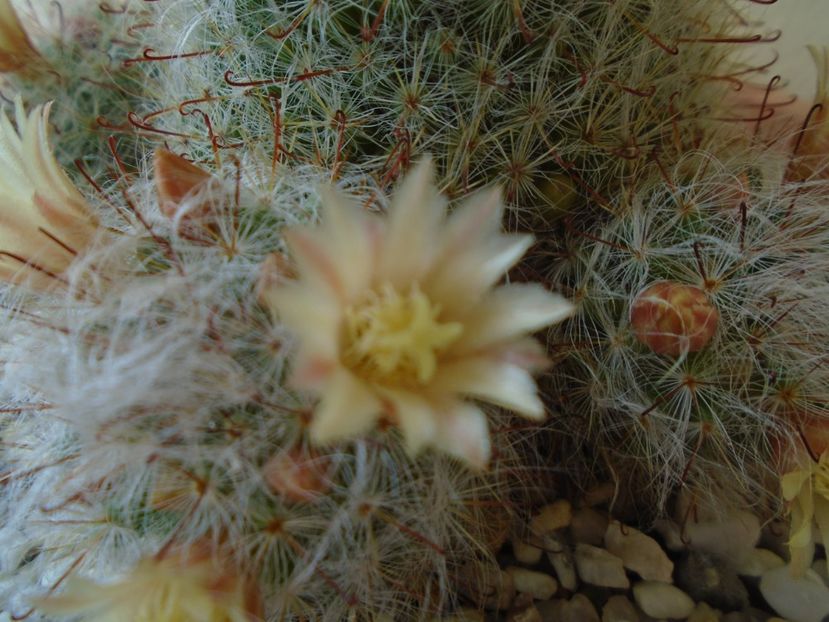 Mammillaria bocasana - Cactusi 2019 bis
