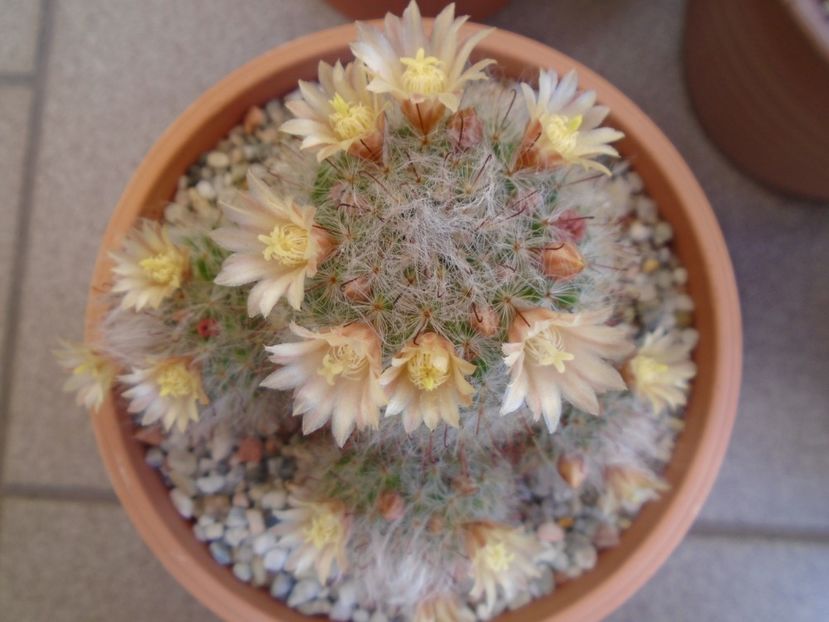 Mammillaria bocasana - Cactusi 2019 bis