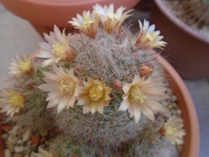 Mammillaria bocasana - Cactusi 2019 bis