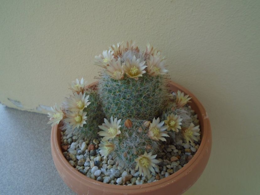 Mammillaria bocasana - Cactusi 2019 bis