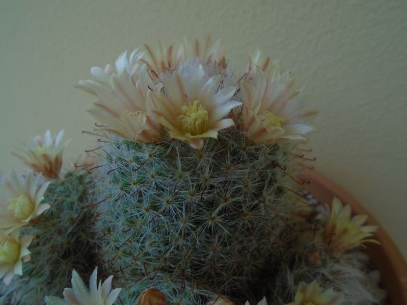 Mammillaria bocasana - Cactusi 2019 bis