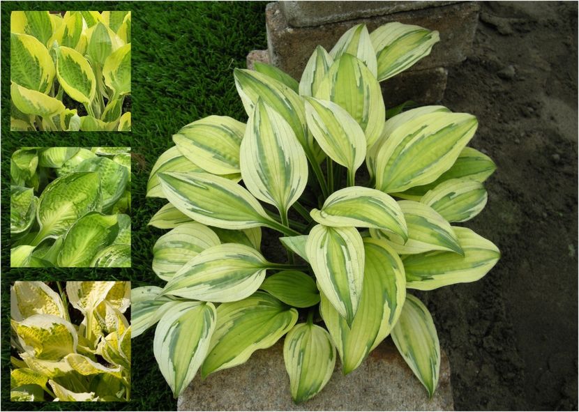 Hosta Captain's Adventure - HOSTA