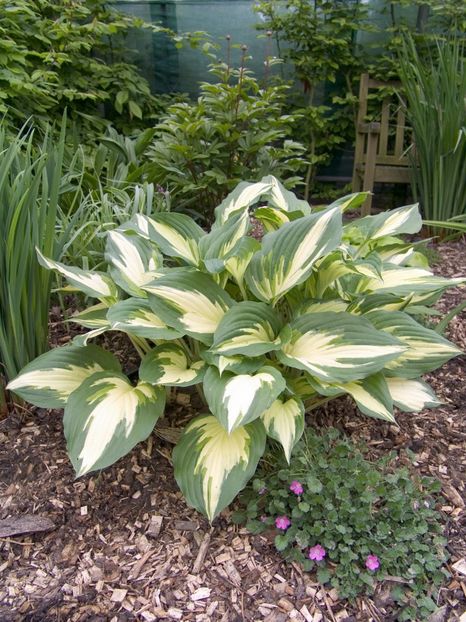 Hosta Christmas Candy - HOSTA