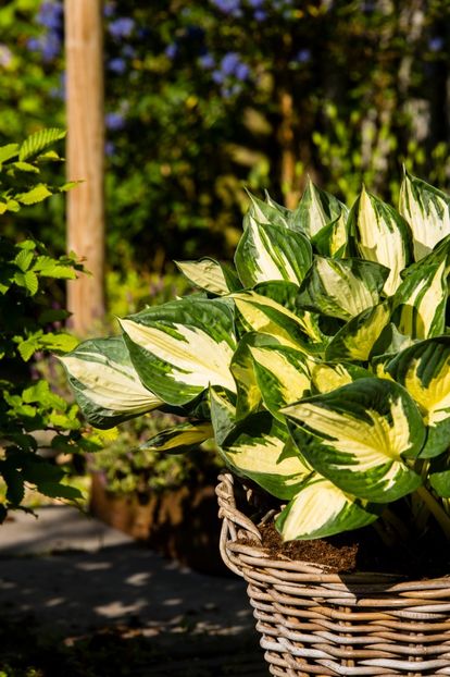 Hosta Colored Hulk - HOSTA