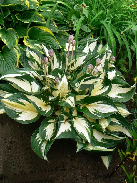 Hosta Fire and Ice - HOSTA