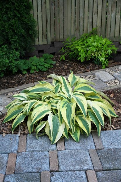 Hosta Lakeside Dragonfly - HOSTA