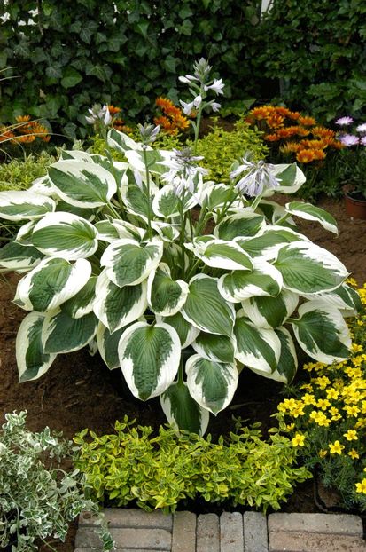 Hosta Minuteman - HOSTA