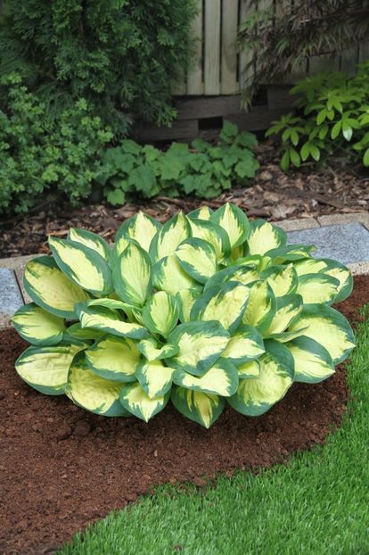 Hosta Popcorn - HOSTA