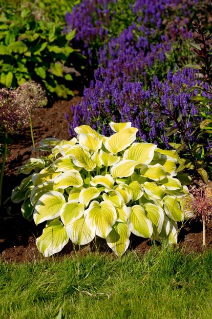 Hosta Spring Morning - HOSTA