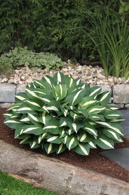 Hosta White Bikini - HOSTA