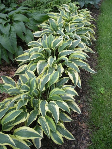 Hosta Wolverine - HOSTA