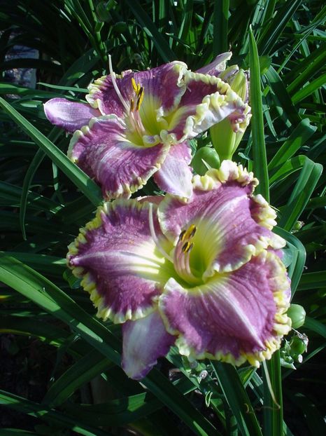 Hemerocallis Bestseller - HEMEROCALLIS