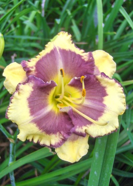 Hemerocallis Blueberry Cream - HEMEROCALLIS