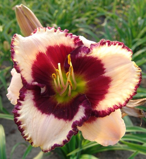 Hemerocallis Border Music - HEMEROCALLIS