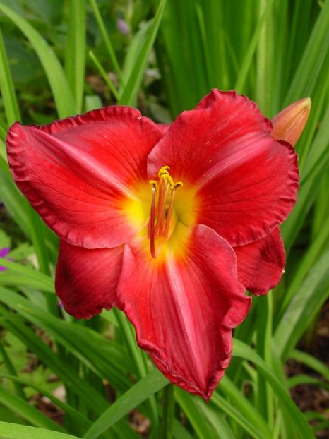 Hemerocallis Charles Johnston - HEMEROCALLIS