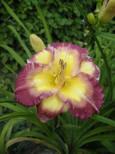 Hemerocallis Cheese and Wine - HEMEROCALLIS