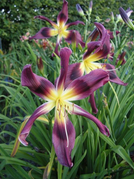 Hemerocallis Chokecherry Mountain - HEMEROCALLIS