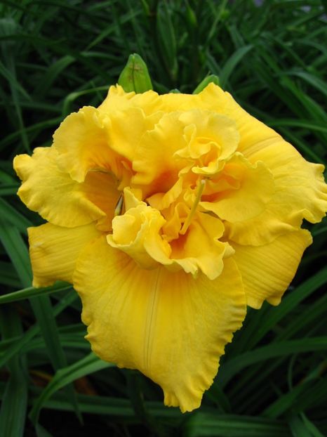 Hemerocallis Egg Yolk - HEMEROCALLIS