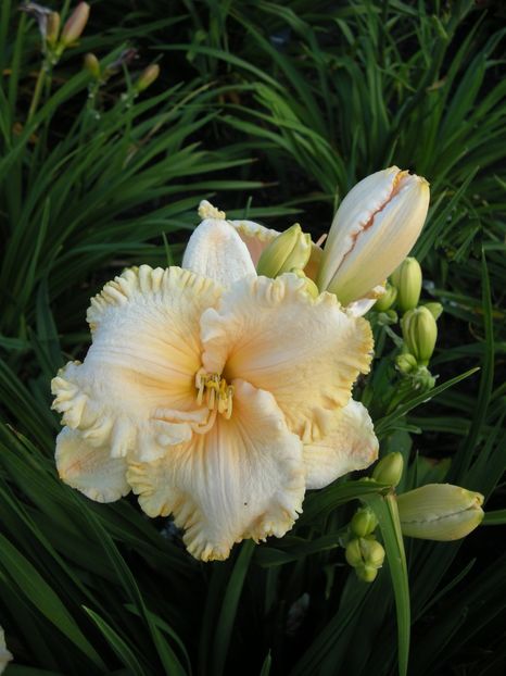 Hemerocallis Enchanted Forest - HEMEROCALLIS