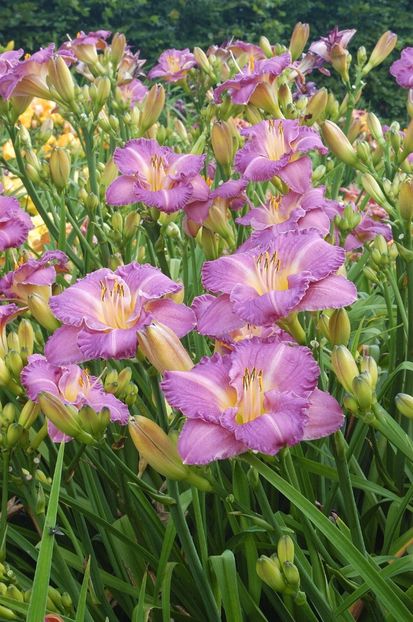 Hemerocallis Entrapment - HEMEROCALLIS