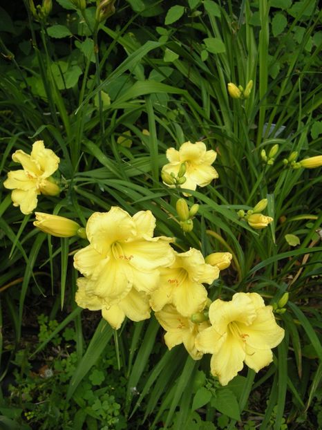 Hemerocallis Fragrant Reflections - HEMEROCALLIS