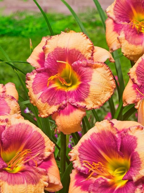 Hemerocallis Hello Screamer - HEMEROCALLIS