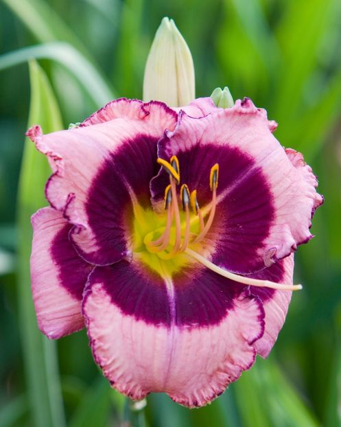 Hemerocallis Macbeth - HEMEROCALLIS